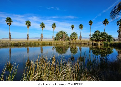 Palm Trees At The Desert Studies Center Of California State University On The Shore Of Lake Tuendae At The End Of Zzyzx Road South Of Baker, California In San Bernardino County