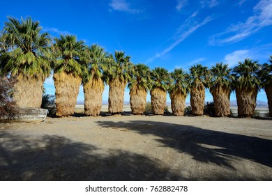 Palm Trees At The Desert Studies Center Of California State University On The Shore Of The Dry Lake Bed Of Soda Lake At The End Of Zzyzx Road South Of Baker, California In San Bernardino County