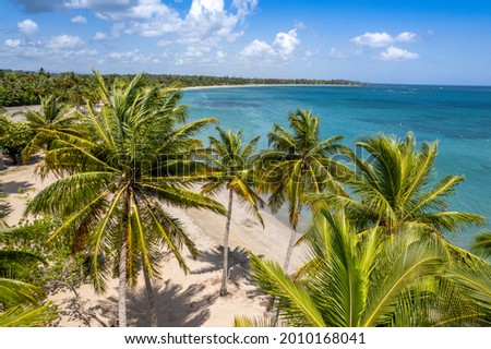Palm trees in Dorado Beach Puerto Rico in a sunny summer day.