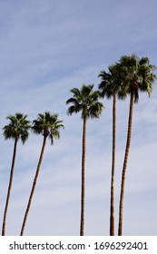 Palm Trees In Downtown Palm Springs