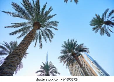 Palm Trees In Dubai
