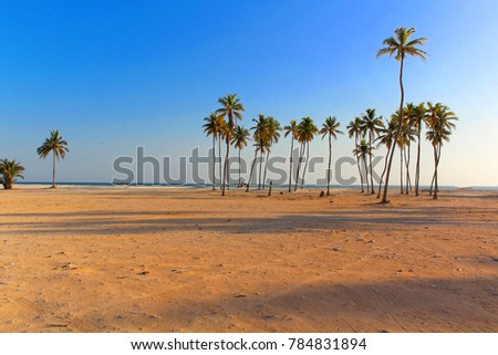 Palm Trees during sunset in Hafa beach at Salalah, Sultanate of Oman.
