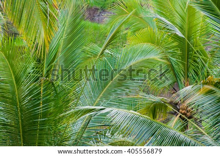 Palm trees in East Bali Indonesia Asia