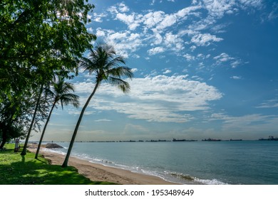 Palm trees at East Coast Park, Singapore. Tropical  beach on sunny day. 