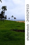 Palm trees of Easter Island