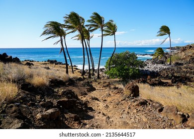 Palm Trees Facing The Pacific Ocean In The Ancient Fishing Village In Ruins Of The Lapakahi State Historical Park On The Island Of Hawai'i (Big Island) In The United States