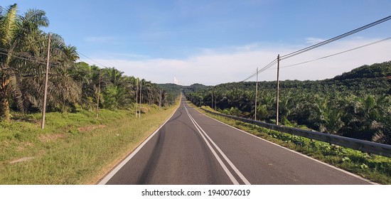 Palm Trees At Felda Sahabat, Lahad Datu