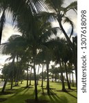 Palm Trees in Florida