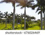 Palm Trees in Florida