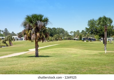 Palm Trees In Florida Golf Course Community