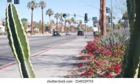 Palm Trees, Flowers And Cactus, Sunny Palm Springs City Street, Vacations Resort Near Los Angeles, California Valley Nature, Travel USA. Arid Climate Plants, Desert Oasis Flora, Summer Road Trip Vibes