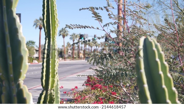 Palm trees, flowers and cactus, sunny Palm Springs\
city street, vacations resort near Los Angeles, California valley\
nature, travel USA. Arid climate plants, desert oasis flora, summer\
road trip vibes