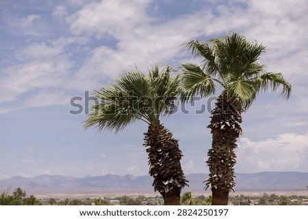 Palm trees frame the downtown buidlings and mountains of Needles, California, USA.
