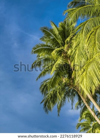Palm trees and fronds against a clear blue sky