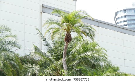 Palm trees in front of building