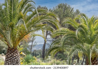 Palm Trees In A Garden With A Distant View Of Bendol In The South Of France