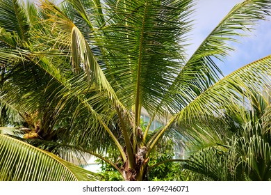 Palm trees grow in the park. Nature in the tropics.