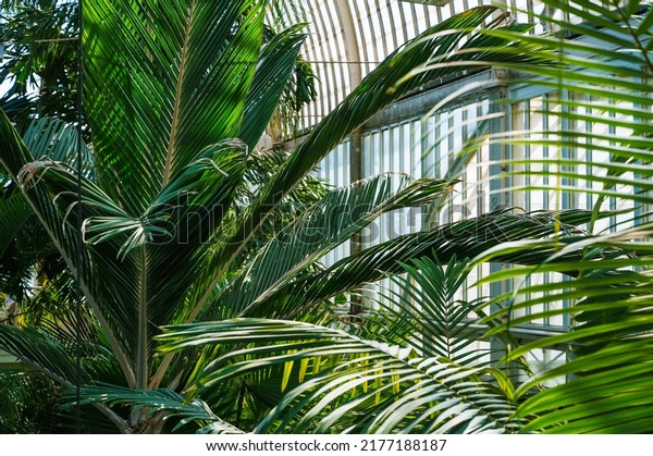 Palm trees growing\
in huge greenhouse. Exotic thermophilic trees and plants under a\
roof. Botanical garden