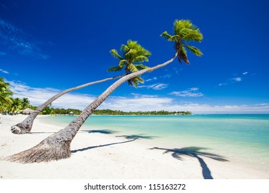 Palm trees hanging over stunning lagoon with blue sky