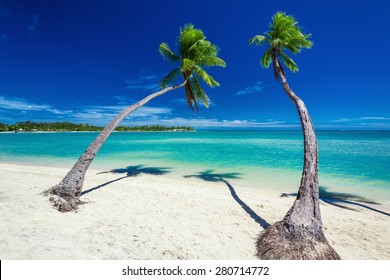 Palm trees hanging over stunning lagoon with blue sky in Fiji