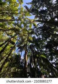 Palm trees image looking up