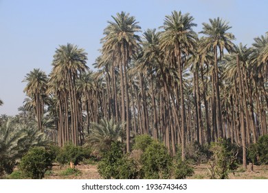 palm trees in the iraq