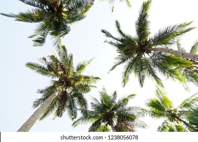 Palm trees are isolated with blue skies in background captured low angle.