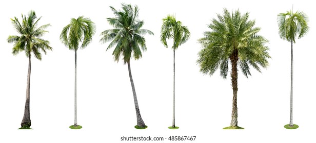 Palm trees isolated collection on white background