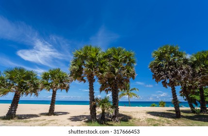 Palm Trees At Karon Beach 