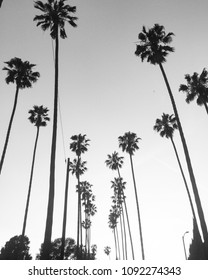 Palm Trees in LA