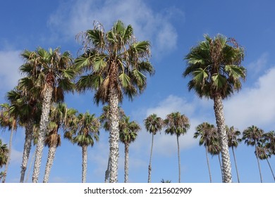 Palm Trees In La Jolla California