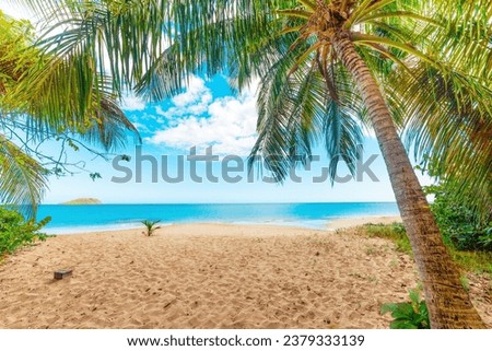 Palm trees in La Perle beach in Guadeloupe, French west indies. Lesser Antilles, Caribbean sea