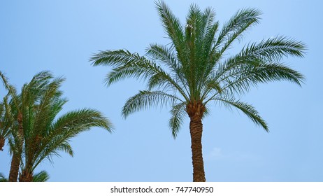 Palm Trees Leaves Branches Waving Flying Stock Footage Video (100% ...