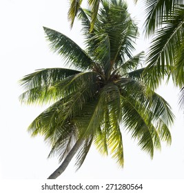 Palm trees leaves on the blue sky background