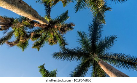 Palm Trees looking up