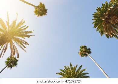 Palm Trees Looking Up To The Sky With Lens Flare