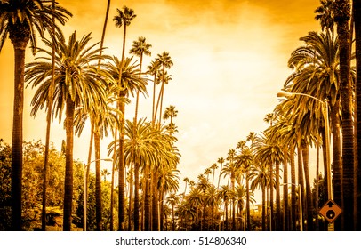 Palm trees in Los angeles
