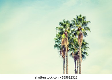 palm trees in Los Angeles in vintage tone, California