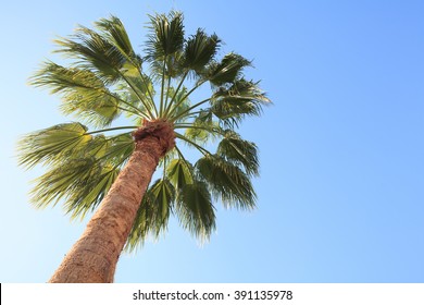 Palm Trees Low Angle View.