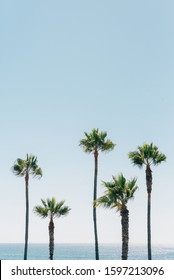 Palm Trees In Manhattan Beach, California