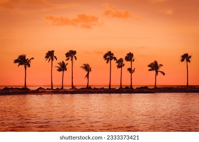 Palm trees at
Matheson Hammock Miami