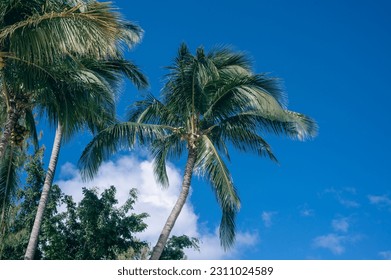 Palm trees, Mauritius Island, Africa - Shutterstock ID 2311024589