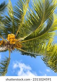 Palm trees, Mauritius Island, Africa - Shutterstock ID 2311024591