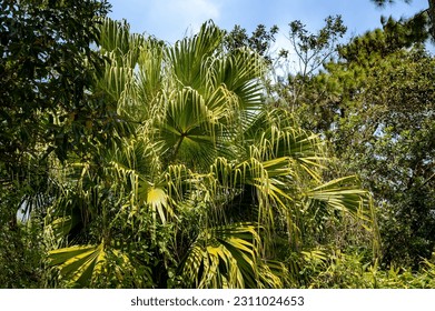 Palm trees, Mauritius Island, Africa - Shutterstock ID 2311024653