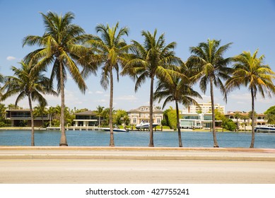 Palm trees in Miami Florida