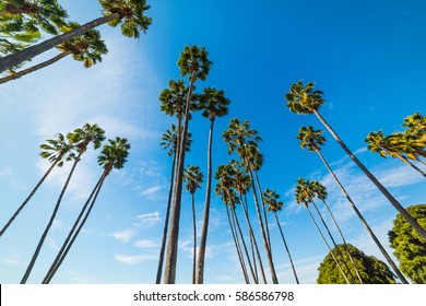 Palm Trees In Mission Bay, California