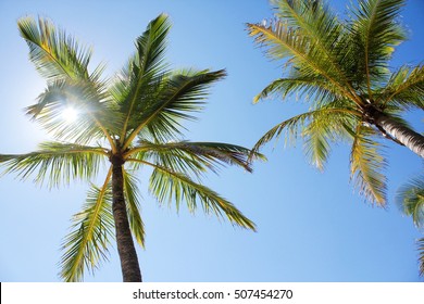 Palm Trees At Mission Beach, Queensland, Australia