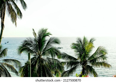 Palm Trees In Mombasa Kenya Overlooking The Beach