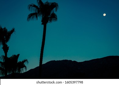 Palm Trees and Moon in the Desert at Night in California