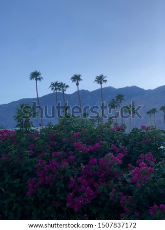 Palm trees, mountains and desert flowers in Palm Springs, California